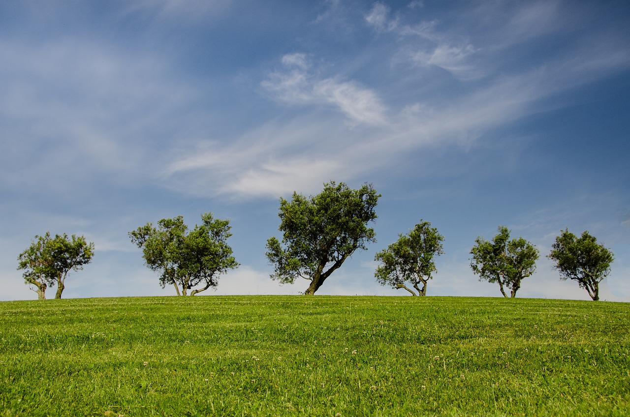 A green grassy meadow stretching toward the horizon